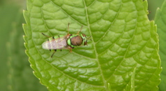 Odontomyia cincta