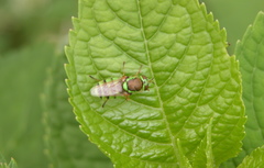 Odontomyia cincta