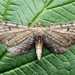 Eupithecia simpliciata - Photo (c) Andrey Ponomarev, algunos derechos reservados (CC BY-NC), subido por Andrey Ponomarev