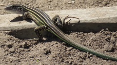 Cnemidophorus lemniscatus