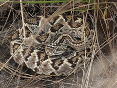 Crotalus durissus