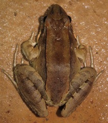 Leptodactylus guianensis