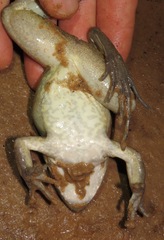 Leptodactylus guianensis