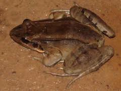 Leptodactylus guianensis