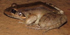 Leptodactylus guianensis