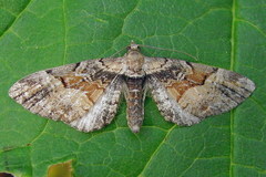 Eupithecia sinuosaria
