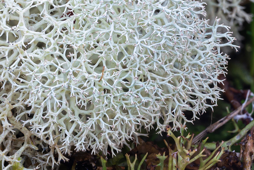 Fuzzy Reindeer Lichen