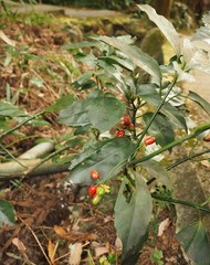 Aucuba japonica