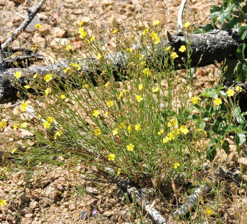 Crocanthemum scoparium, photograph 5