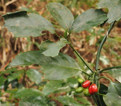 Aucuba japonica