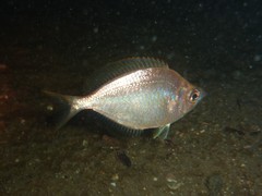 Parequula melbournensis