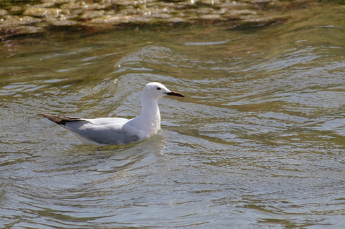 Gaviota picofina (Chroicocephalus genei)