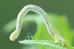 Eupithecia subumbrata