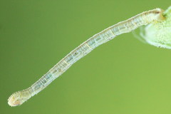 Eupithecia subumbrata