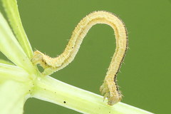 Eupithecia subumbrata