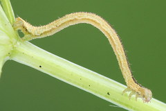 Eupithecia subumbrata