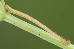 Eupithecia subumbrata