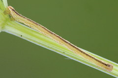 Eupithecia subumbrata