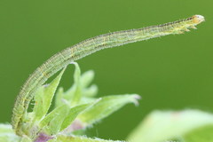 Eupithecia subumbrata