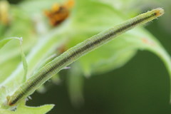 Eupithecia subumbrata