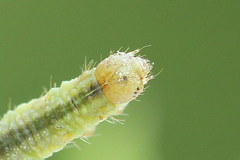 Eupithecia subumbrata