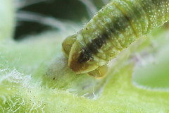 Eupithecia subumbrata