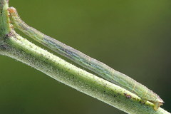 Eupithecia subumbrata