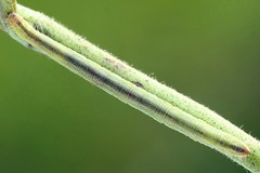 Eupithecia subumbrata