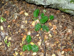 Rubus geoides