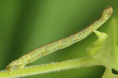 Eupithecia subumbrata