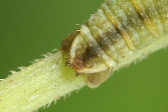 Eupithecia subumbrata