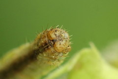 Eupithecia subumbrata