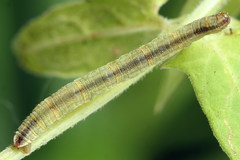 Eupithecia subumbrata