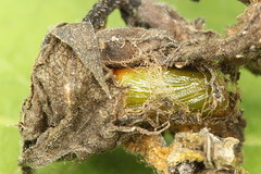 Eupithecia subumbrata