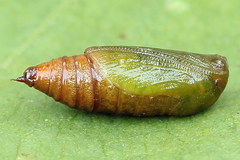 Eupithecia subumbrata