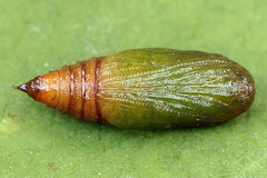 Eupithecia subumbrata
