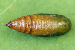 Eupithecia subumbrata