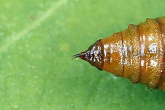 Eupithecia subumbrata
