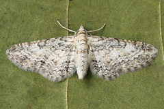 Eupithecia subumbrata