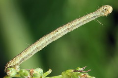 Eupithecia subumbrata
