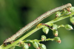 Eupithecia subumbrata