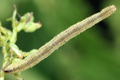 Eupithecia subumbrata