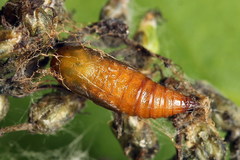 Eupithecia subumbrata