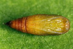 Eupithecia subumbrata