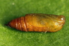Eupithecia subumbrata