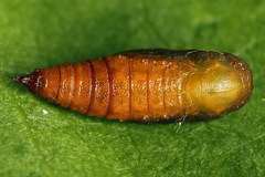 Eupithecia subumbrata