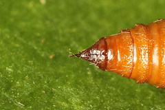 Eupithecia subumbrata