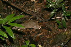 Uromys caudimaculatus