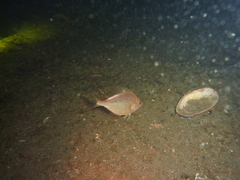 Parequula melbournensis