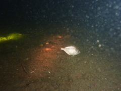 Parequula melbournensis